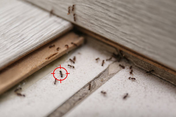 Best Bed Bug Extermination  in Brookmont, MD