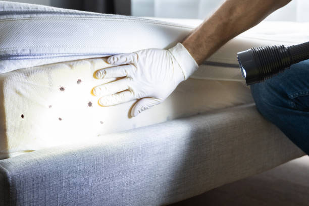 Best Pest Inspection Near Me  in Brookmont, MD