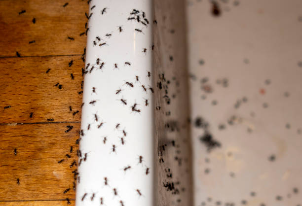Best Commercial Pest Control Services  in Brookmont, MD