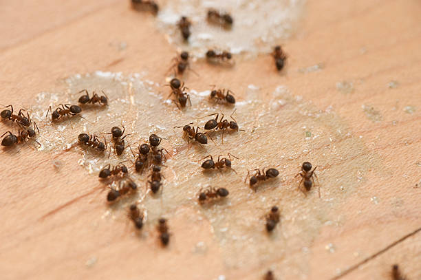  Brookmont, MD Pest Control Pros