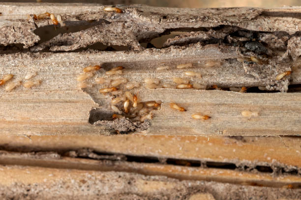 Best Termite Control Services  in Brookmont, MD